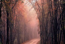 爱游戏官方入口-金牌之路：美国健儿的巅峰征服录