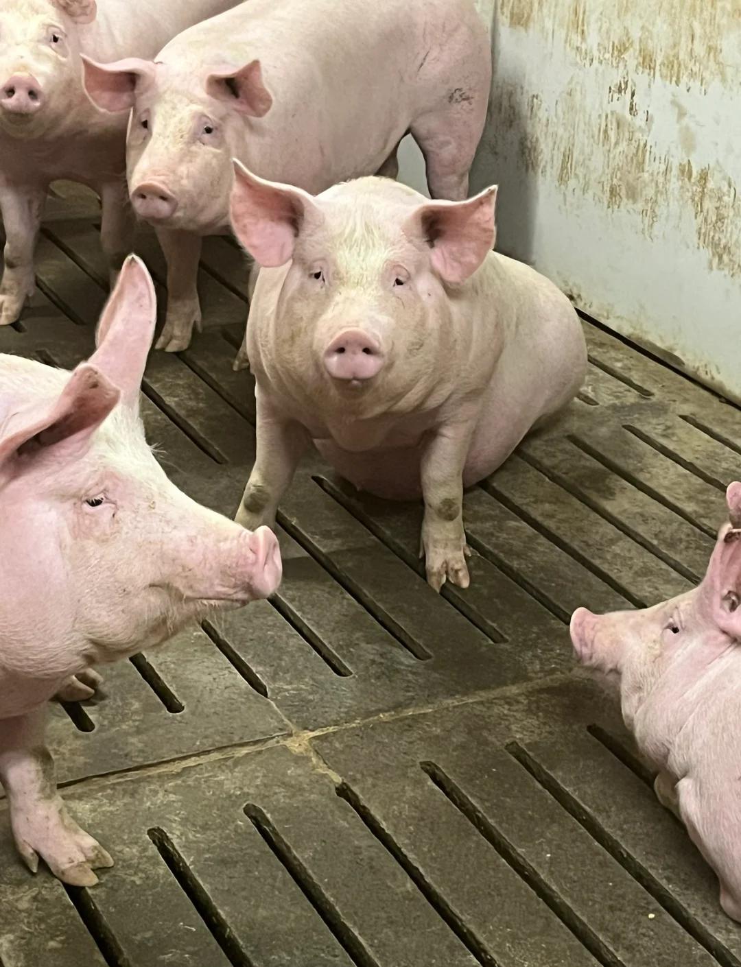 爱游戏官方入口-比尔包斯罗士气高涨，期待取得好成绩